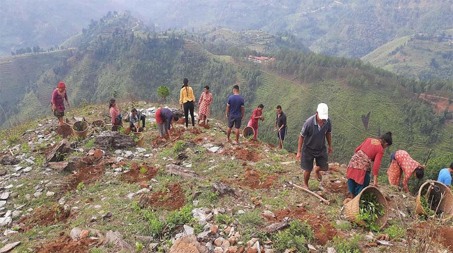 Reforestation and Sustainable Development Project