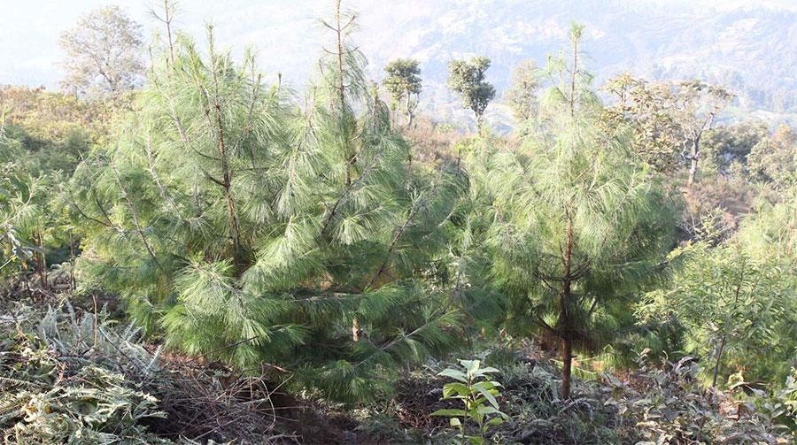 Reforestation in Sanishchare Danda, Sunaulo Bazar