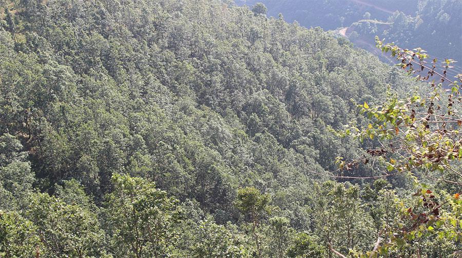 Sustainable Forest Management